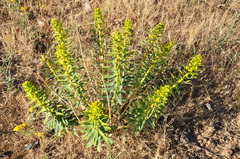 Euphorbia macroclada