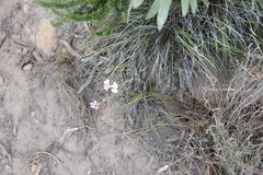 Pelargonium pinnatum