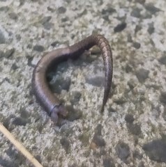 Ablepharus kitaibelii