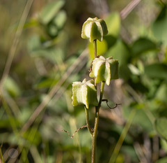 Fritillaria atropurpurea