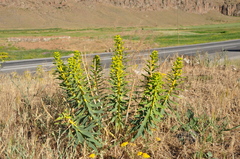 Euphorbia macroclada