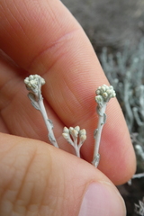 Helichrysum italicum