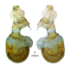 Eupithecia cimicifugata