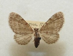 Eupithecia cimicifugata
