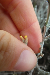 Helichrysum italicum