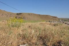 Euphorbia macroclada