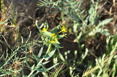 Euphorbia heteradena