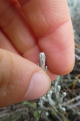 Helichrysum italicum