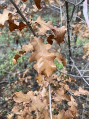 Quercus sinuata breviloba