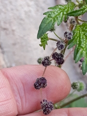 Urtica pilulifera