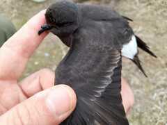 Hydrobates pelagicus
