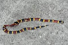 Micrurus tener tener