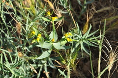 Euphorbia heteradena