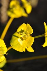 Euphorbia macroclada