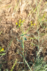 Euphorbia heteradena