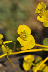 Euphorbia macroclada
