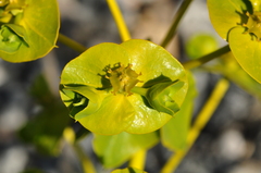 Euphorbia macroclada