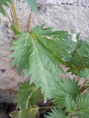 Urtica pilulifera