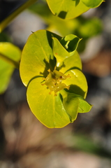 Euphorbia macroclada