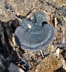 Nigroporus