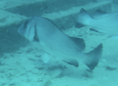 Plectorhinchus gibbosus