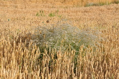 Gypsophila bicolor