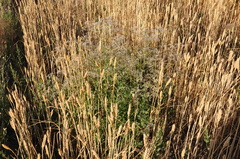 Gypsophila bicolor