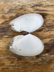 Rexithaerus secta