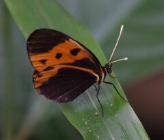 Heliconius numata bicoloratus