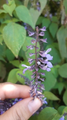 Salvia roscida