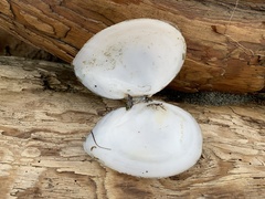 Rexithaerus secta