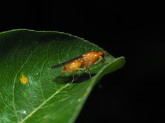 Psila