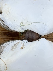 Rexithaerus secta