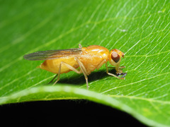 Psila