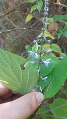 Salvia roscida
