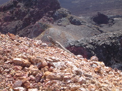 Microlophus albemarlensis