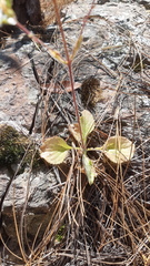Stevia alatipes