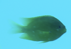 Pomacentrus amboinensis