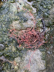 Sarcodiotheca