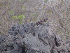 Microlophus albemarlensis