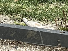 Streptopelia roseogrisea