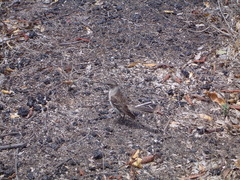 Mimus parvulus parvulus