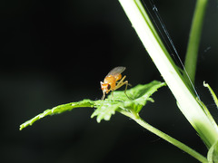 Psila