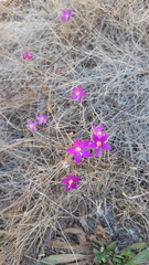 Gentianaceae