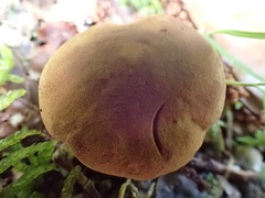 Phylloporus pelletieri