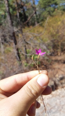 Gentianaceae