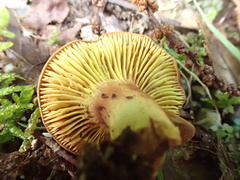 Phylloporus pelletieri