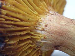 Phylloporus pelletieri