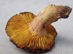 Phylloporus pelletieri