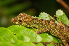 Anolis aequatorialis